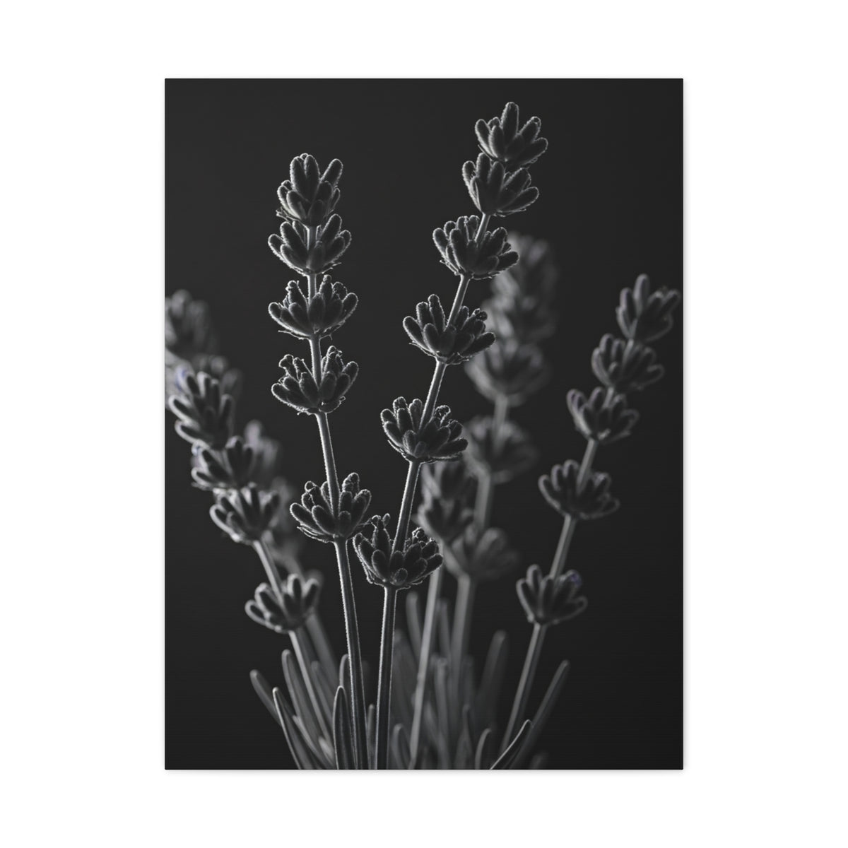 Lavender Silhouette Study Wall Art & Canvas Prints