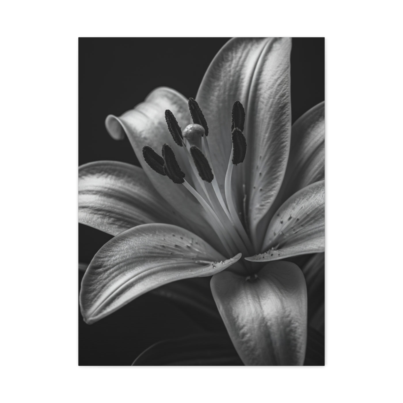 Lavender Silhouette in Low Light Wall Art & Canvas Prints