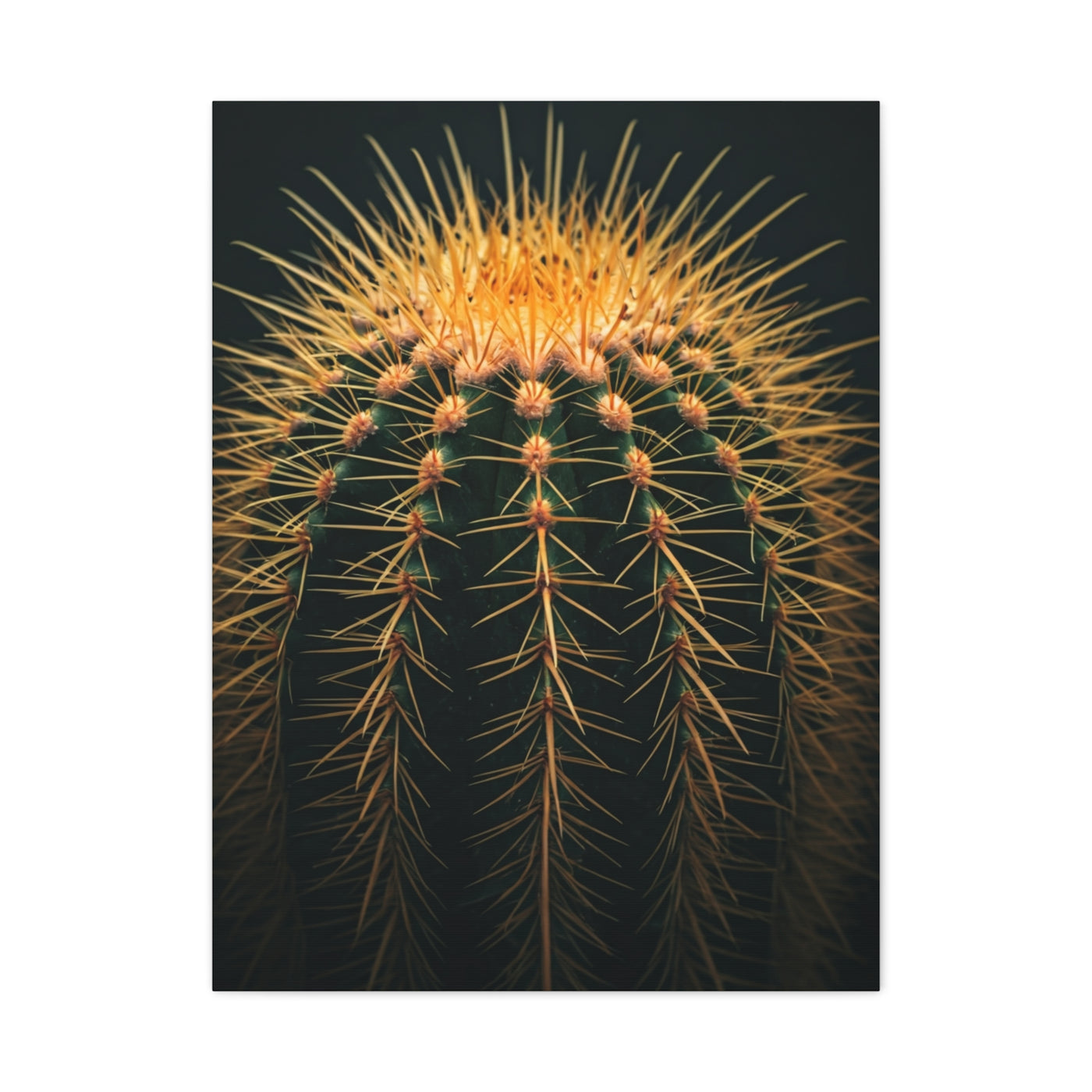 Sunset Crown Cactus Wall Art & Canvas Prints