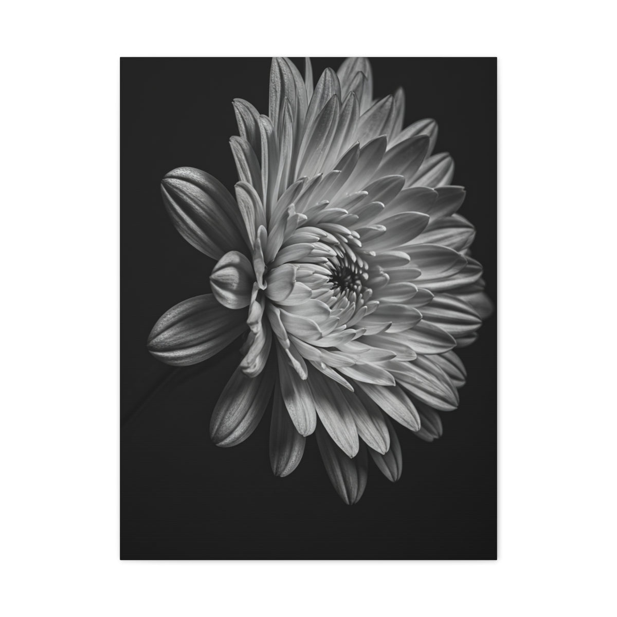 Side Profile Dahlia Bloom Wall Art & Canvas Prints
