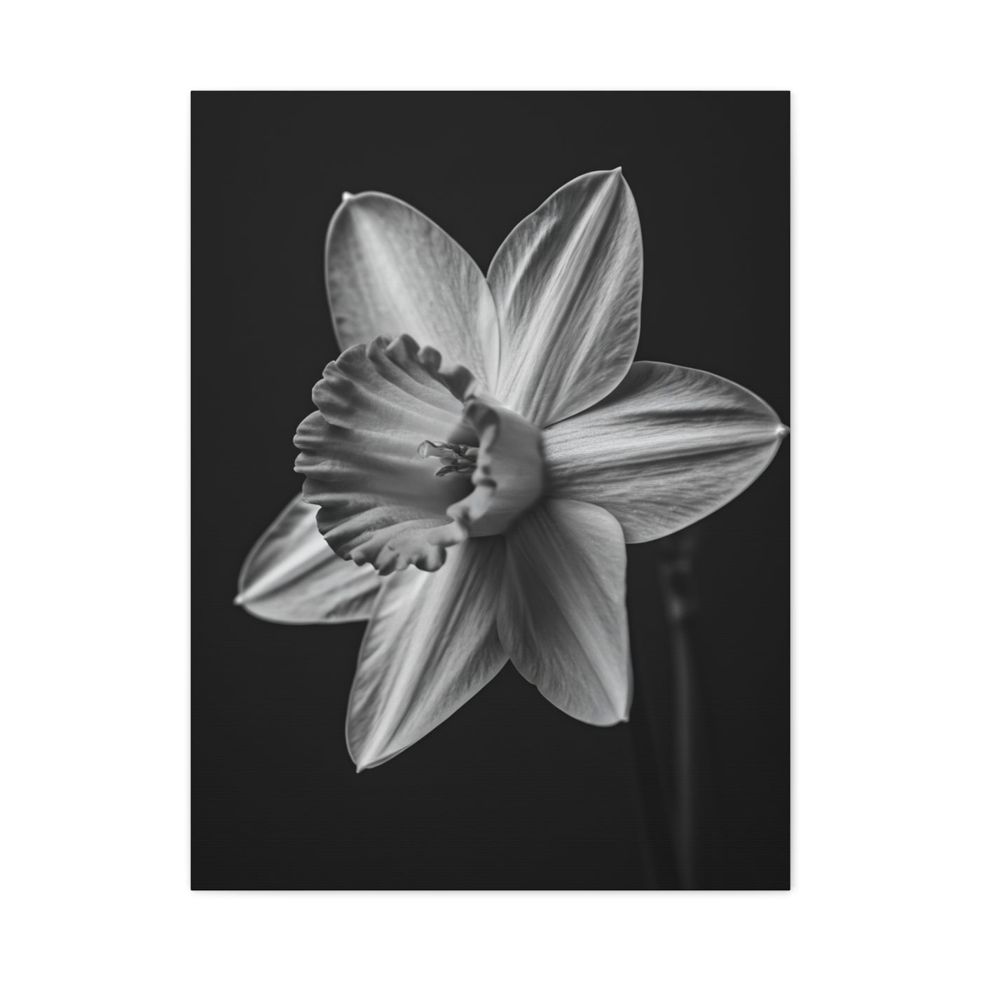 Monochrome Daffodil Grace Wall Art & Canvas Prints