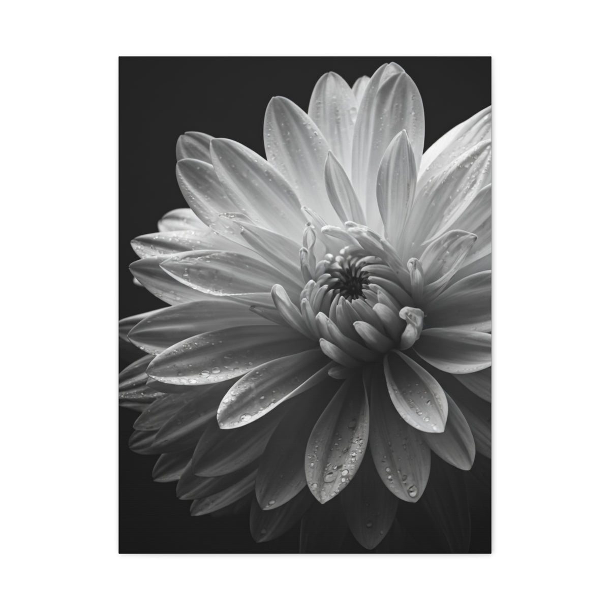 Chrysanthemum in Timeless Shadow Wall Art & Canvas Prints