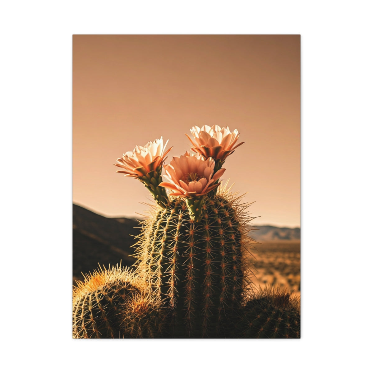 Desert Barrel Cactus Bloom at Sunset Wall Art & Canvas Prints