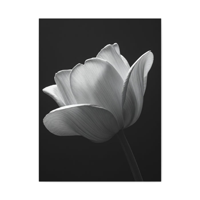 Orchid Symmetry in Black & White Wall Art & Canvas Prints