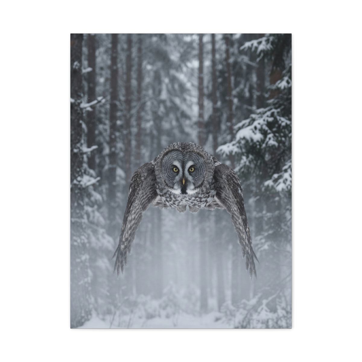 Great Grey Owl Winter Flight Wall Art & Canvas Print