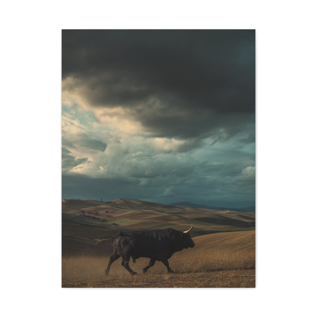 Storm Valley Black Bull Wall Art & Canvas Print