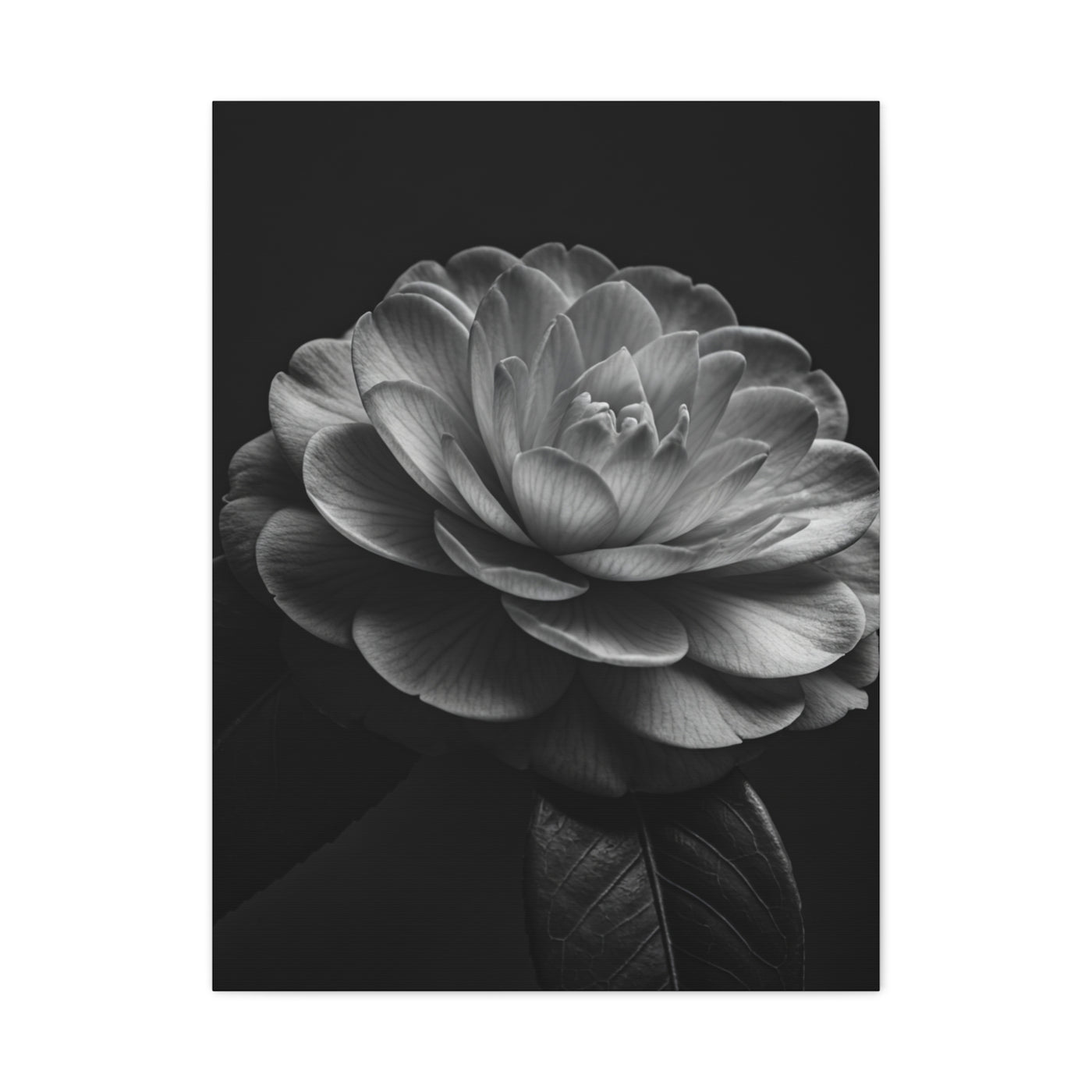 Camellia Bloom in Shadow Monochrome Wall Art & Canvas Prints