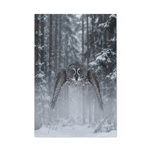 Great Grey Owl Winter Flight Wall Art & Canvas Print