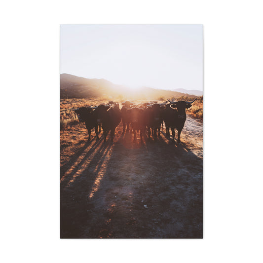 Sunset Bull Herd Silhouette Wall Art & Canvas Print
