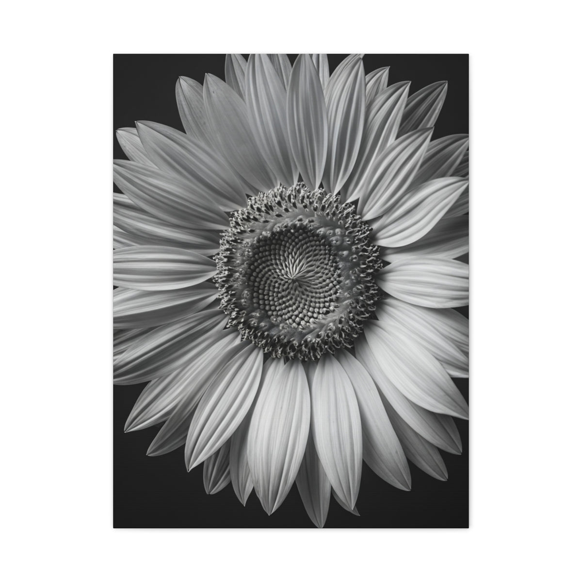 Velvet Orchid Bloom in Monochrome Wall Art & Canvas Prints