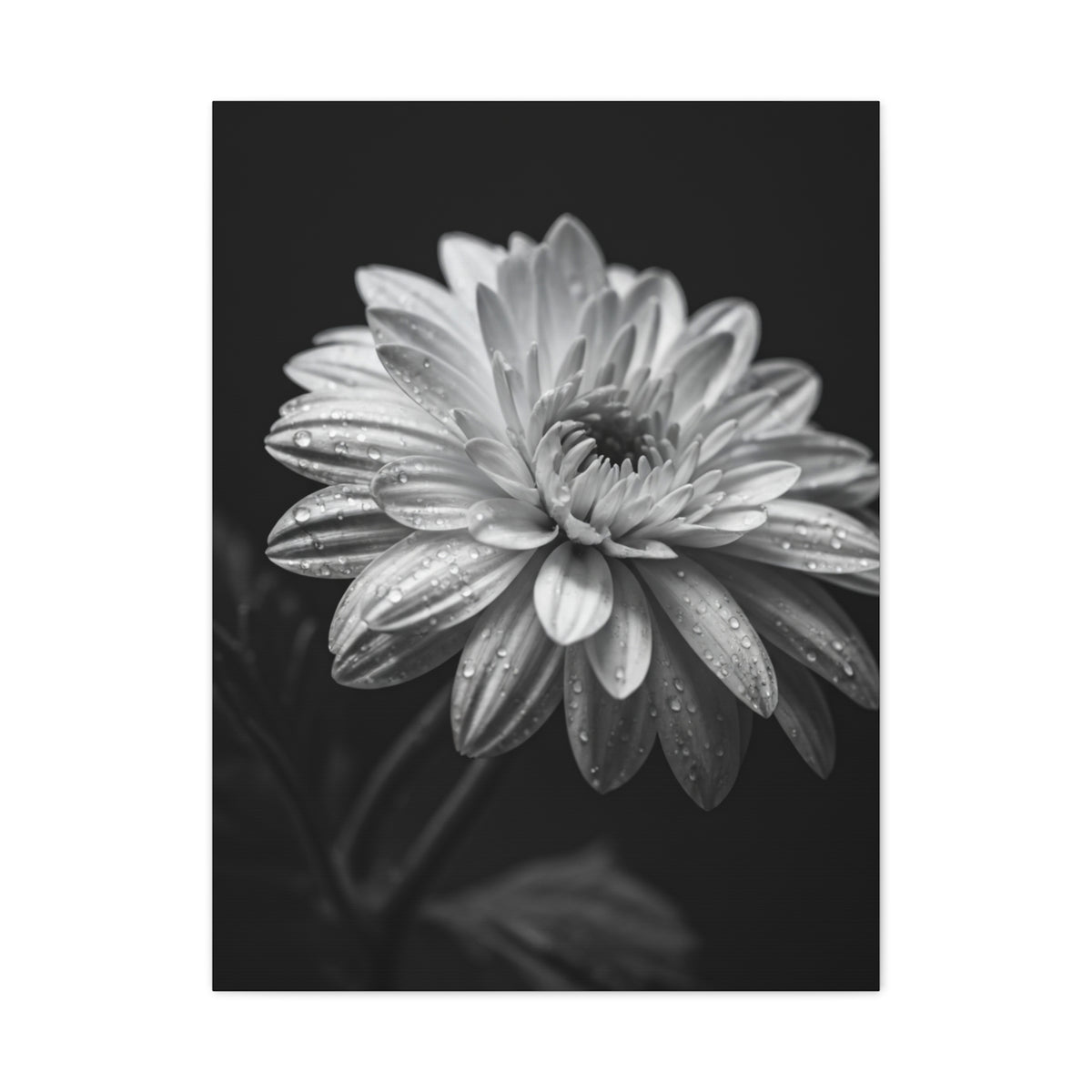 Peony Elegance in Monochrome Wall Art & Canvas Prints