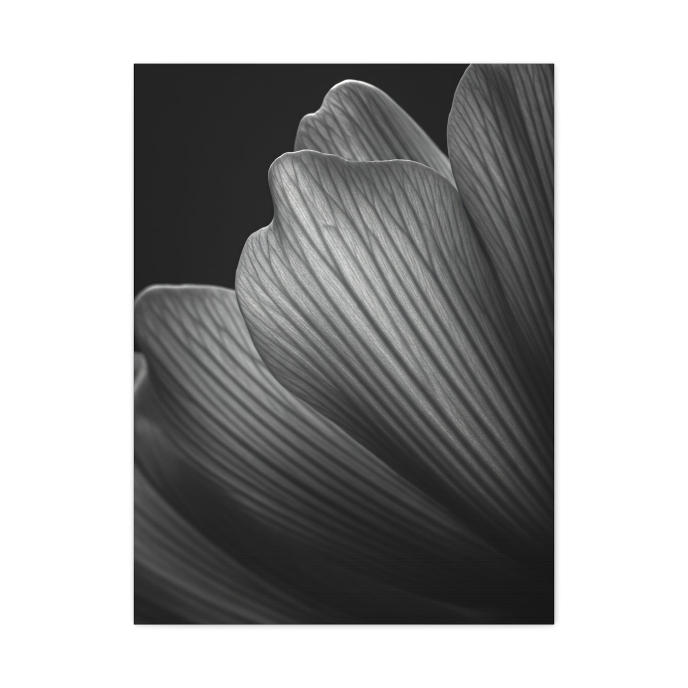 Sculpted Daffodil Bloom Study Wall Art & Canvas Prints
