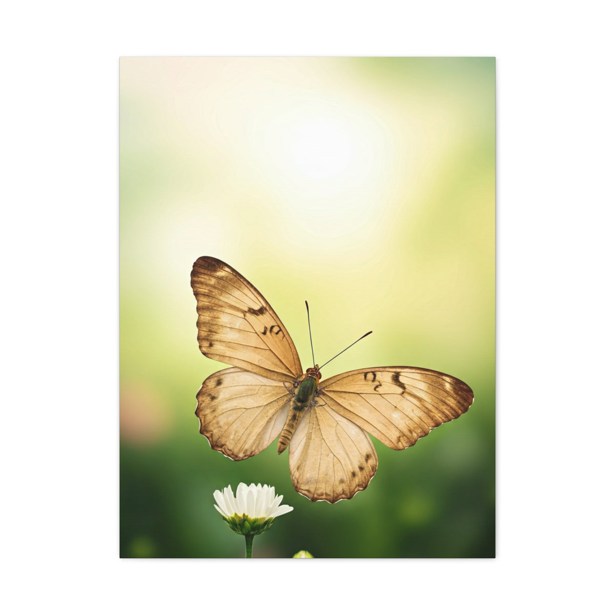 Golden Meadow Butterfly Wall Art & Canvas Prints