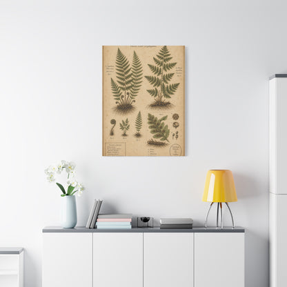 Antique Fern Herbarium Plate Wall Art & Canvas Print