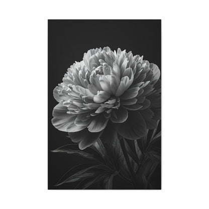Midnight Peony Elegance Wall Art & Canvas Prints