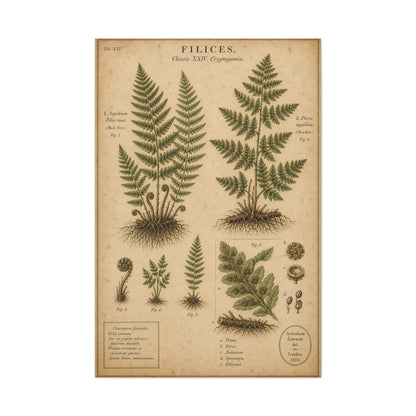Antique Fern Herbarium Plate Wall Art & Canvas Print