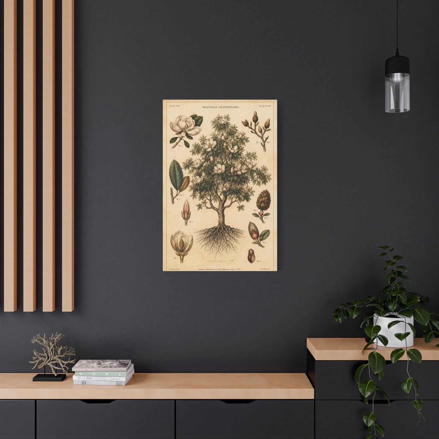 Vintage Magnolia Botanical Study Trees Wall Art & Canvas Print