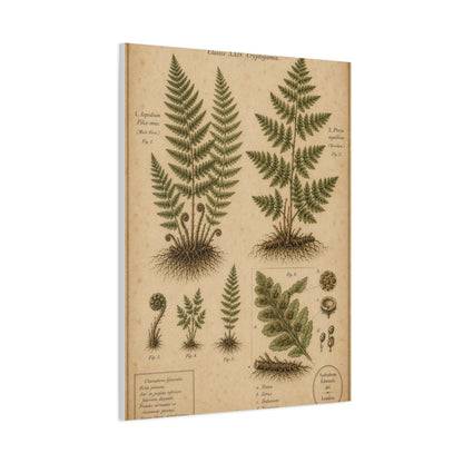 Antique Fern Herbarium Plate Wall Art & Canvas Print