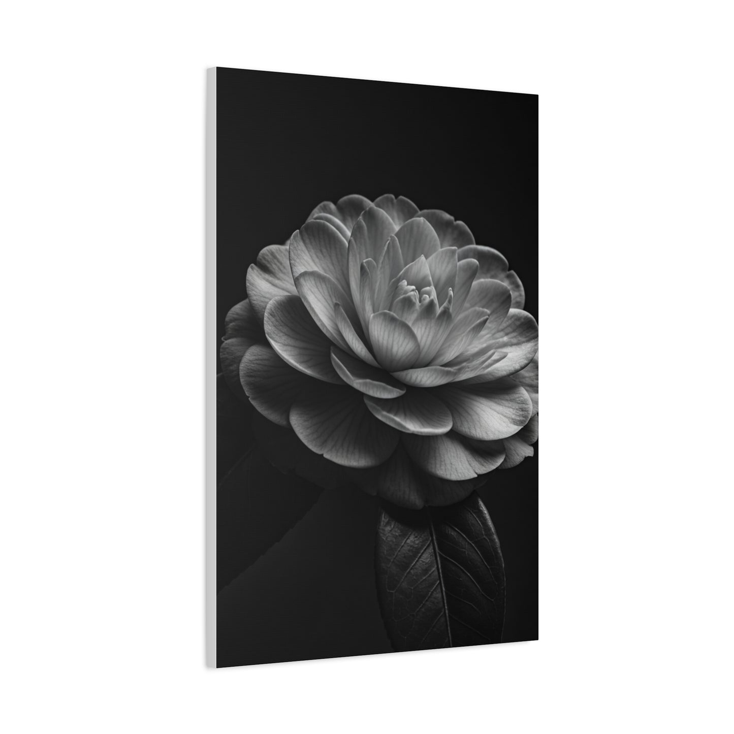 Camellia Bloom in Shadow Monochrome Wall Art & Canvas Prints