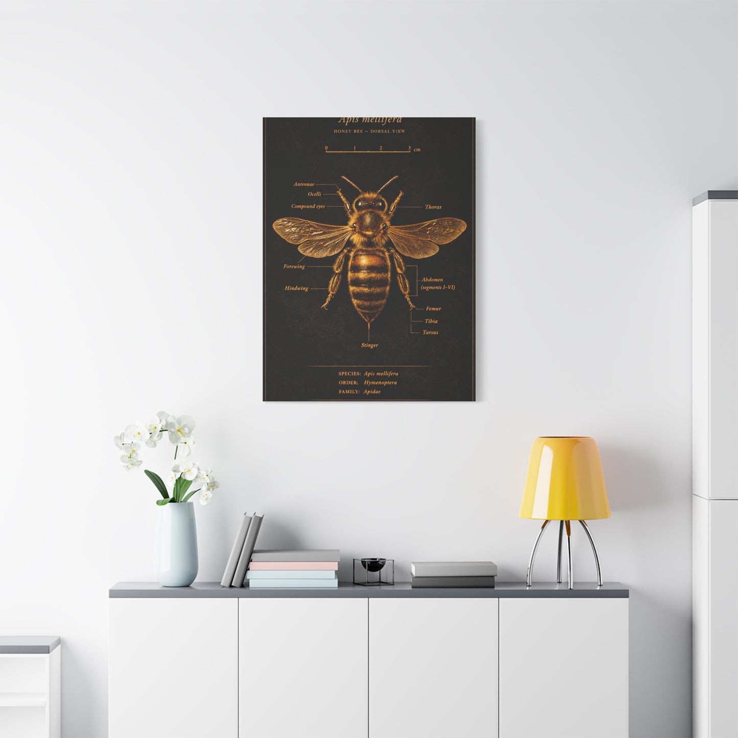Gold Bee Entomology Study Wall Art & Canvas Print
