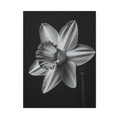 Monochrome Daffodil Grace Wall Art & Canvas Prints