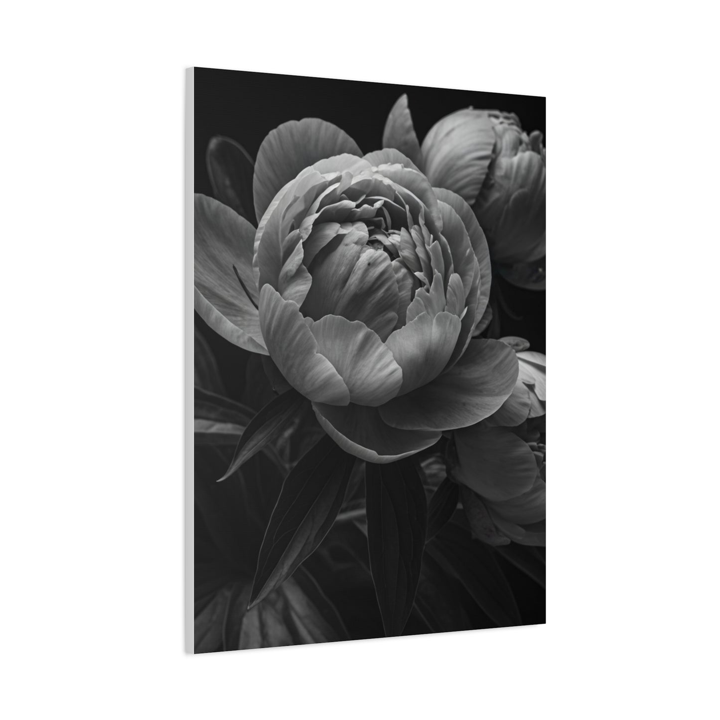 Peony Close-Up in Black and White Wall Art & Canvas Prints