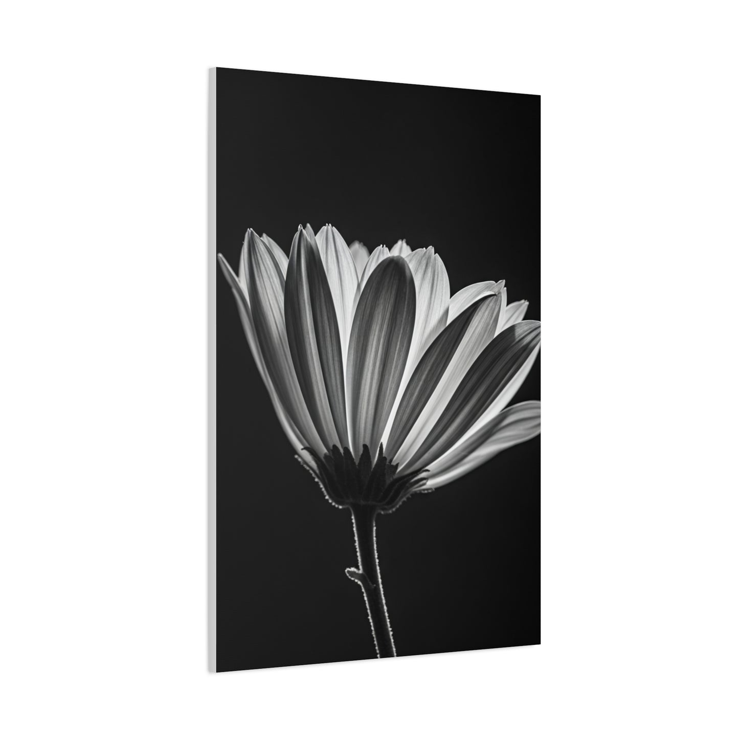 Classic Gerbera Bloom in Shadow Wall Art & Canvas Prints