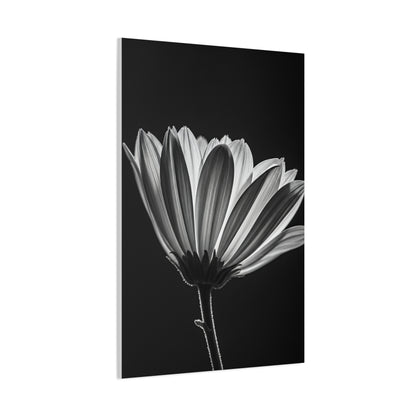Classic Gerbera Bloom in Shadow Wall Art & Canvas Prints