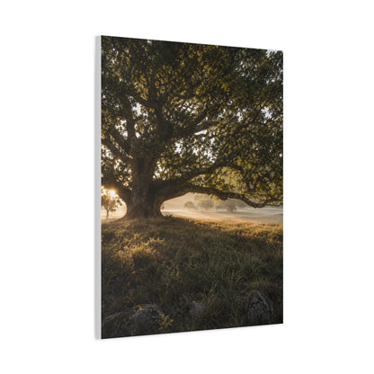 Ancient Oak Golden Dawn Landscape Trees Wall Art & Canvas Print