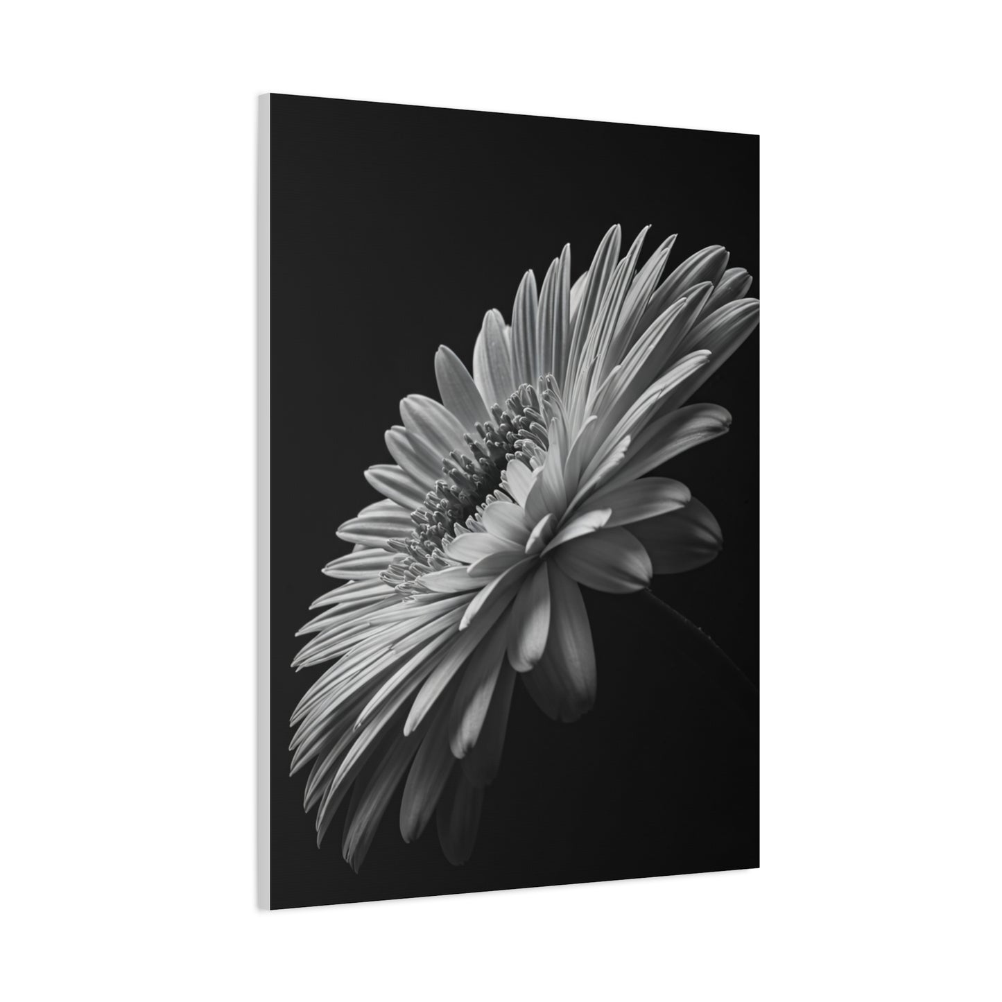 Angled Bloom with Bud Detail Wall Art & Canvas Prints