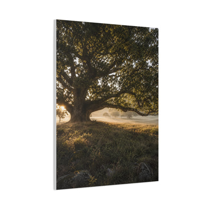 Ancient Oak Golden Dawn Landscape Trees Wall Art & Canvas Print