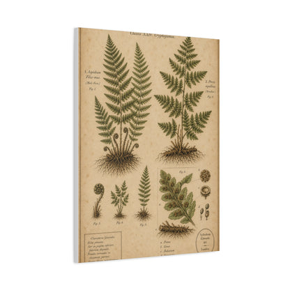Antique Fern Herbarium Plate Wall Art & Canvas Print