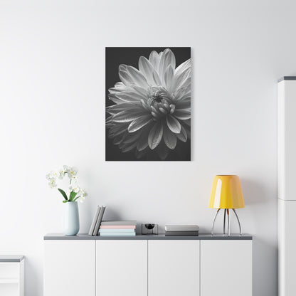 Chrysanthemum in Timeless Shadow Wall Art & Canvas Prints