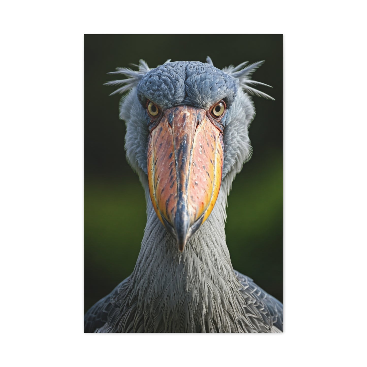 Majestic Shoebill Stork Close-Up Wall Art & Canvas Prints