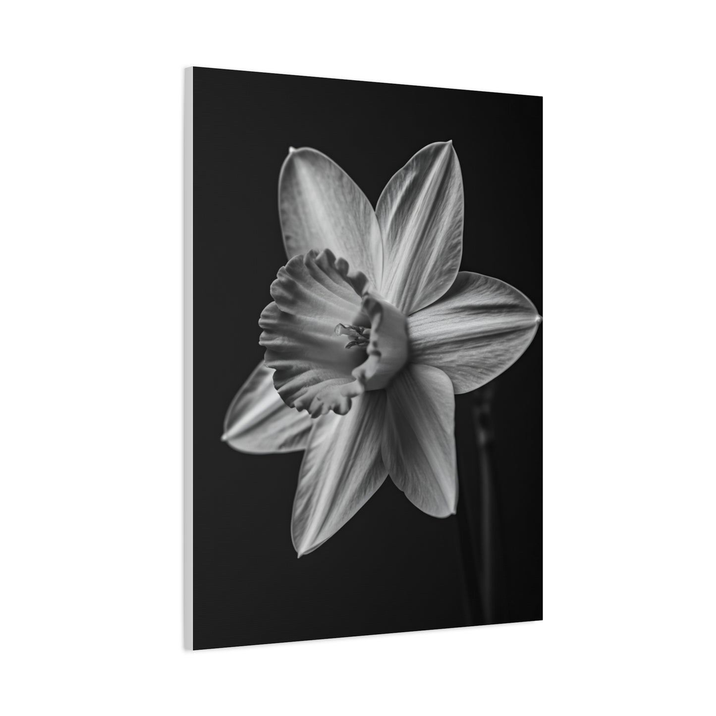 Monochrome Daffodil Grace Wall Art & Canvas Prints