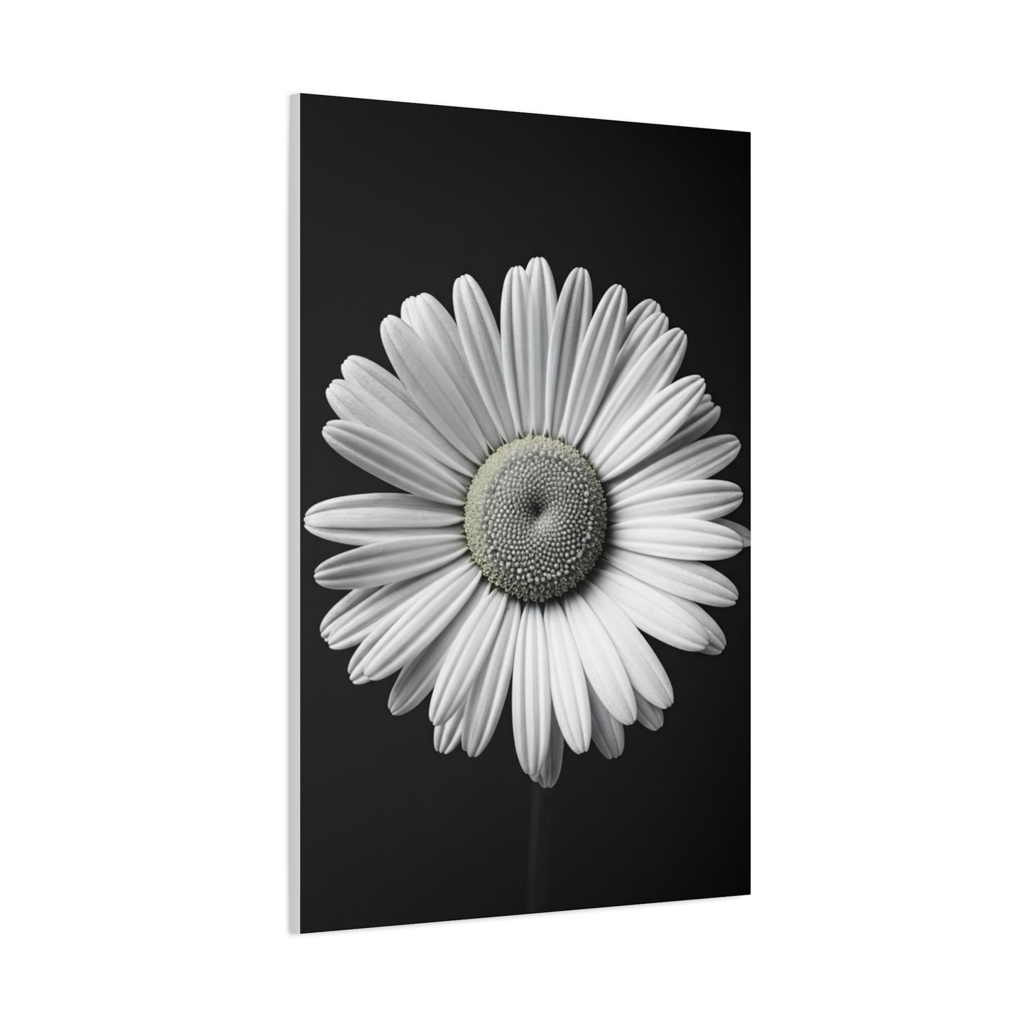 White Daisy Bloom Portrait Wall Art & Canvas Prints