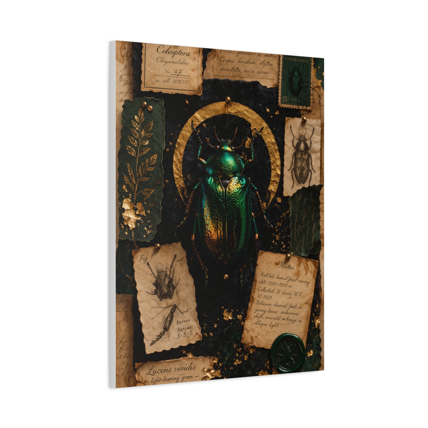 Cabinet of Curiosities Insect Study Wall Art & Canvas Print