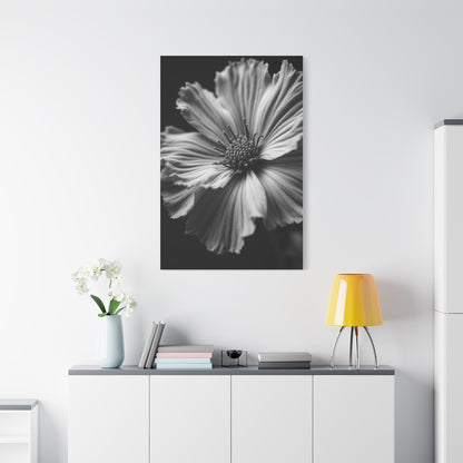 Dramatic Monochrome Cosmos Bloom Wall Art & Canvas Prints