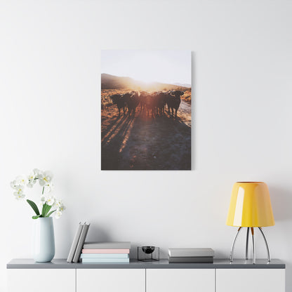 Sunset Bull Herd Silhouette Wall Art & Canvas Print