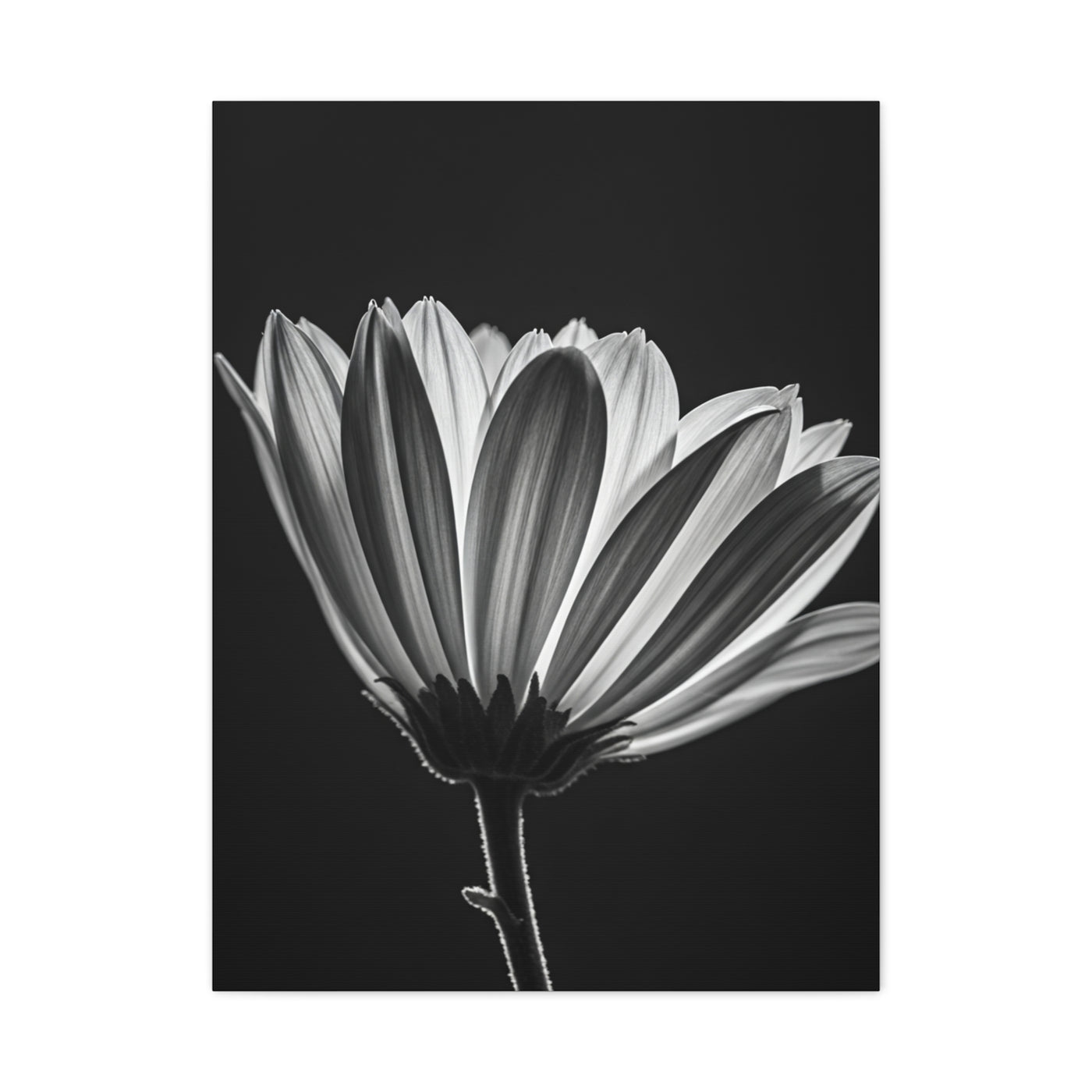Classic Gerbera Bloom in Shadow Wall Art & Canvas Prints