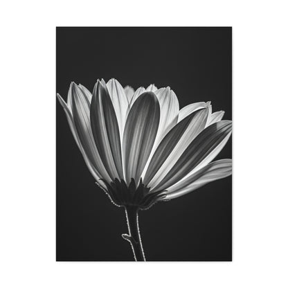 Classic Gerbera Bloom in Shadow Wall Art & Canvas Prints