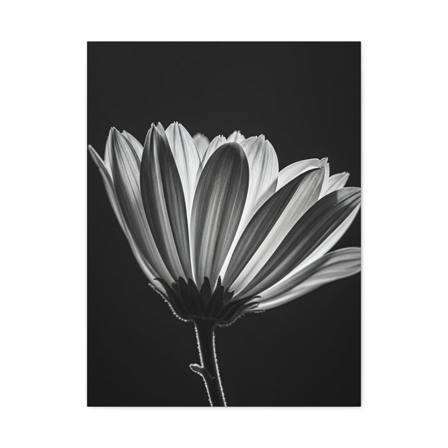 Classic Gerbera Bloom in Shadow Wall Art & Canvas Prints