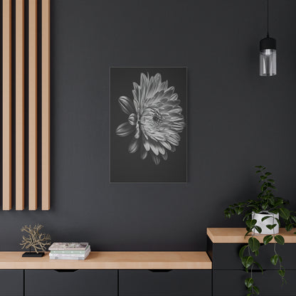 Side Profile Dahlia Bloom Wall Art & Canvas Prints