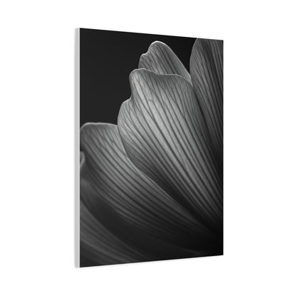 Sculpted Daffodil Bloom Study Wall Art & Canvas Prints