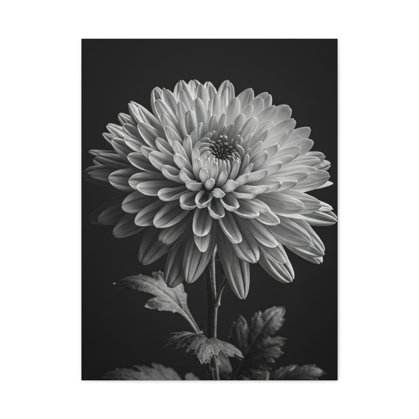 Chrysanthemum Bloom in Noir Wall Art & Canvas Prints