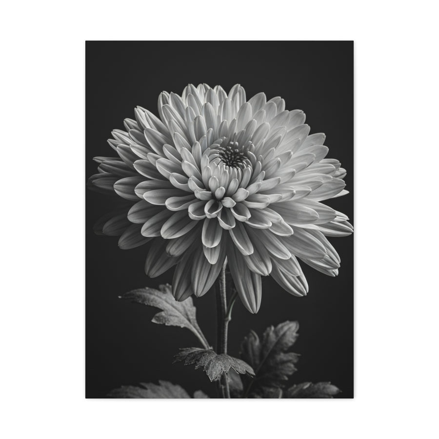 Chrysanthemum Bloom in Noir Wall Art & Canvas Prints