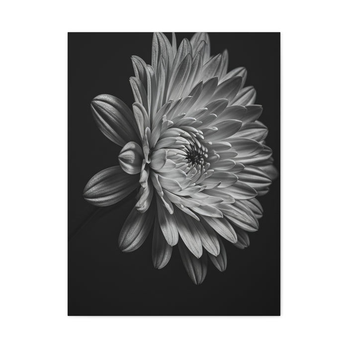 Side Profile Dahlia Bloom Wall Art & Canvas Prints