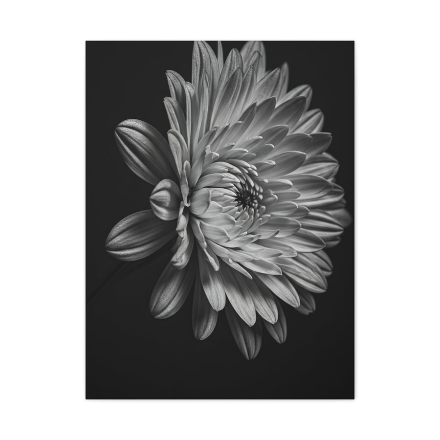 Side Profile Dahlia Bloom Wall Art & Canvas Prints