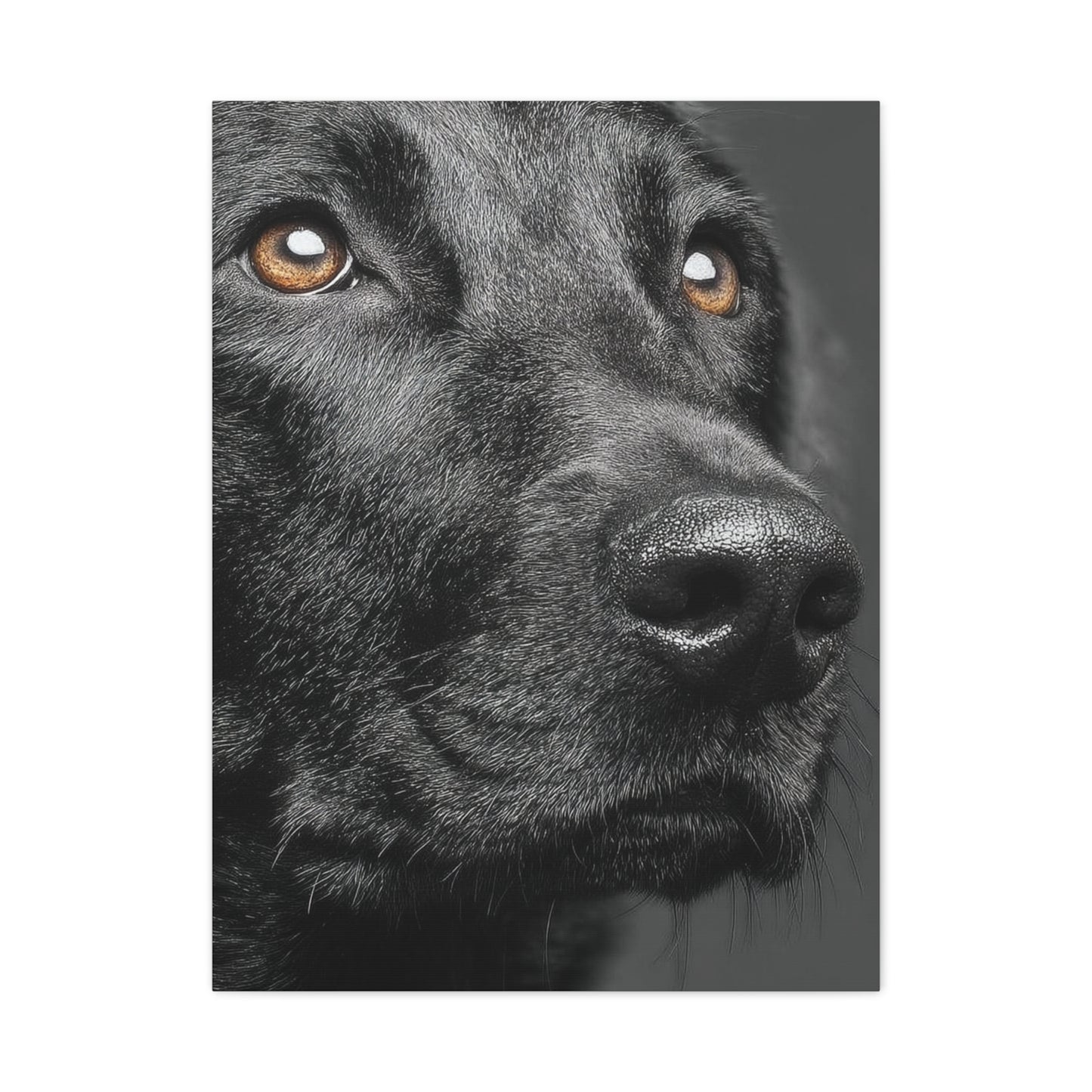 Black Labrador Fine Art Close-Up Wall Art & Canvas Print
