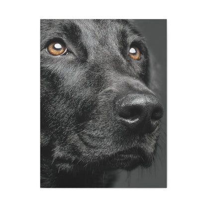 Black Labrador Fine Art Close-Up Wall Art & Canvas Print